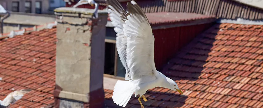 Residential Chimney Animal Removal Solution in Bartow, FL