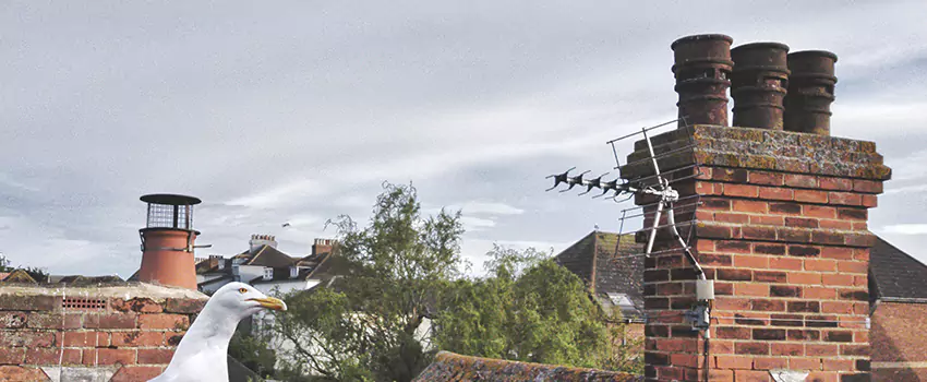 Chimney Cleaning And Restoration in Bartow, Florida